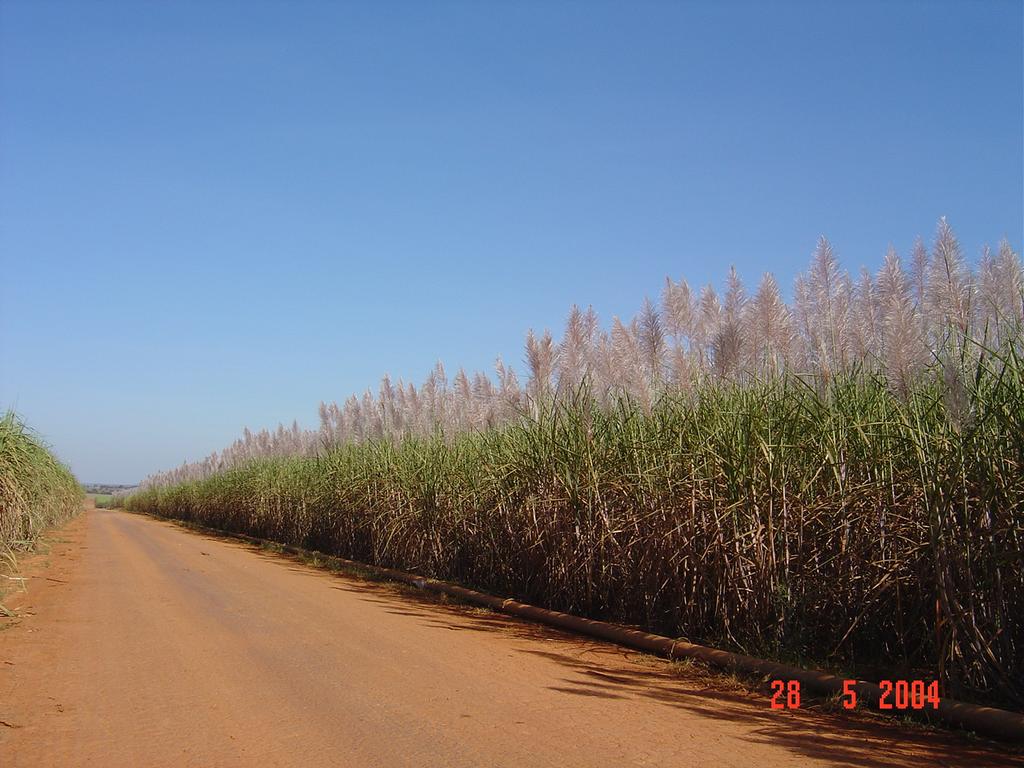 Flowering in sugarcane % flow er 100% 80% 60% PoucaFlor - flower