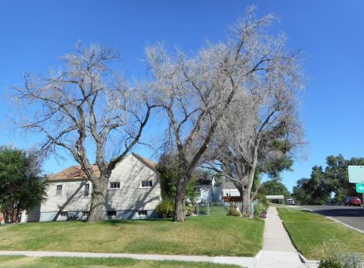 Due to this decline, cities are losing tree coverage to impervious cover and transportation
