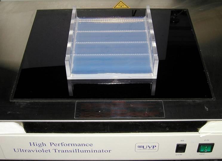 300 200 100 Inclusion of a DNA ladder (DNAs of know sizes) on the gel makes it easy to determine the sizes