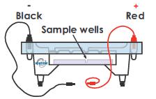 3.c) Fill the electrophoresis chamber with 300 ml of 1x electrophoresis buffer. The electrophoresis buffer can be used for 2 electrophoresis practice.