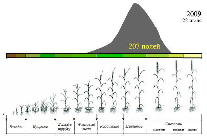 Example histogram of growing phases of spring wheat in Northern