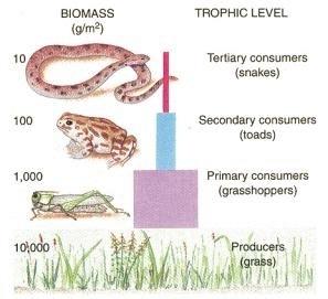 Biomass Pyramid represents the amount of potential
