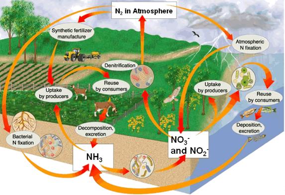 Nitrogen Cycle Organisms require nitrogen to
