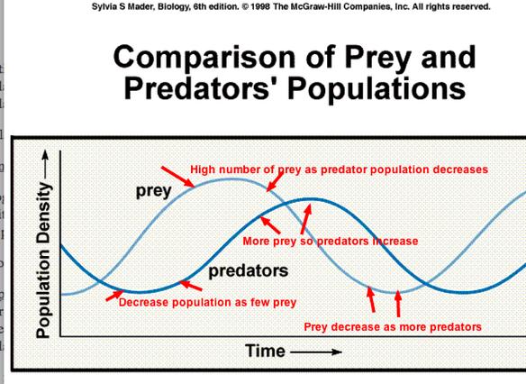 Predator-Prey