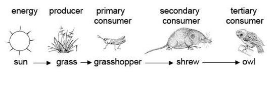 Feeding Relationships (Energy Transfer) Food chain: a series of steps in which organisms transfer energy by eating and/or