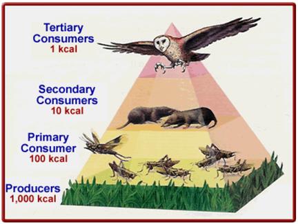 3. Trophic levels: each step in a food chain or food web each consumer depends on the trophic