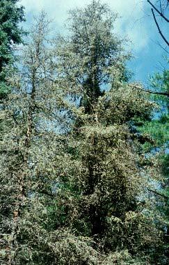 2003 2004 Spruce budworm outbreaks 1954 to present: 2005 Average 100,000 acres per year of defoliation.