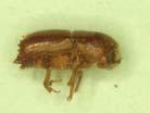 Ips bark beetles on pines Severe drought