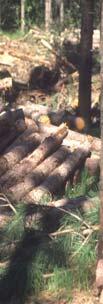 spring Removal of fresh/ recent log piles