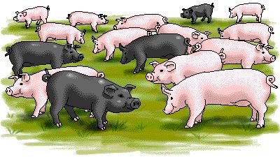 D. Let s try a practice problem: Let s look at a sample population of pigs. The trait for coat color is controlled by two alternate alleles. The allele for black coat is recessive.