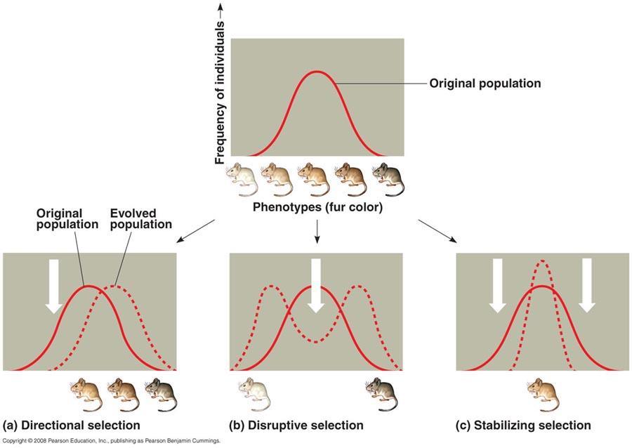 c. A occurs when a population is severely reduced (and hence the allelic variation is reduced) and then the population expands, with only a small amount of genetic variation.