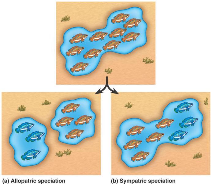 V. Speciation the formation of new species A. groups of organisms that are reproductively isolated from other such groups. 1. Defining species is difficult. e.g. In asexually reproducing animals, all individuals are reproductively isolated from each other.