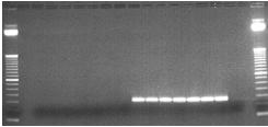 pore (AVA) Qualitative Gel-Based PCR Method Initial driver: Global Food/Feed Regu