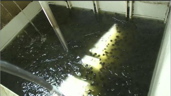 Oxygen rich algal liquid was recirculated to the MBBR and returned to the raceway pond continuously.