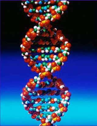 DNA analysis Propidium Iodide Ethidium Bromide Hoechst dyes Cyanine dyes eg TO-PRO-3, SYTO/SYTOX dyes Acridine Orange
