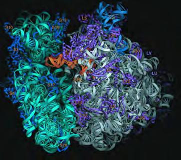 RNA as the initial molecule of life Cech: 1980 Nobel Prize for ribozymes Self-complementarity promotes secondary structure Secondary structure provides active sites,
