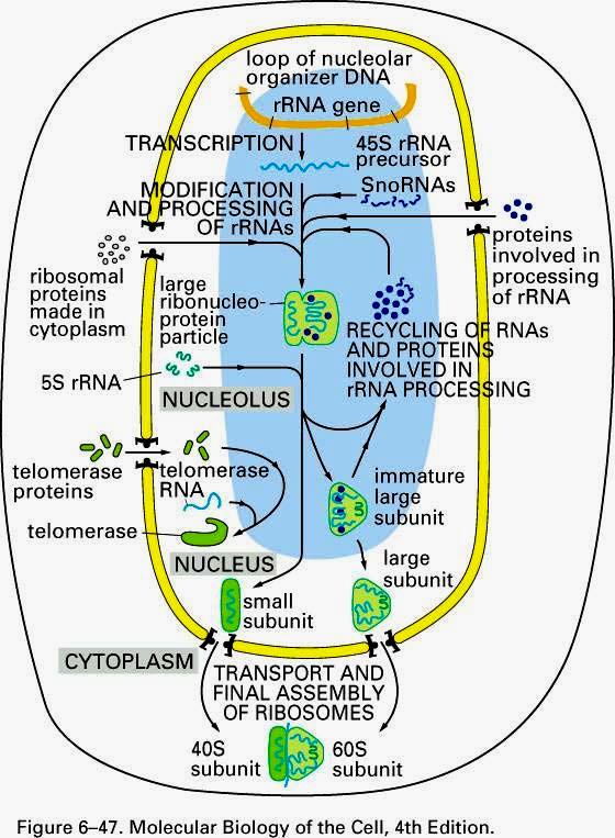 The function of the nucleolus in