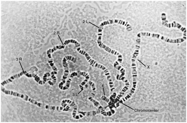 Visible chromosomal