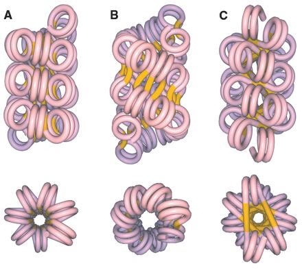 Nucleosome Arrays Reveal the Two-Start Organization of the Chromatin Fibre Dorigo et al, Science (2004), 306,1571 possible structures Models for the DNA path in the chromatin fiber.