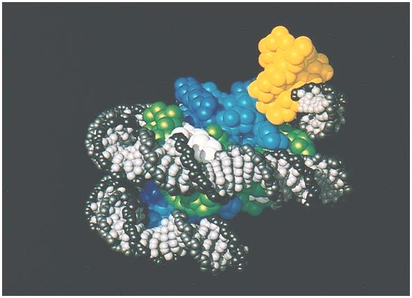 Model of a nucleosome, the DNA is