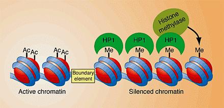 Histone Modifications Chromatin chemistry.