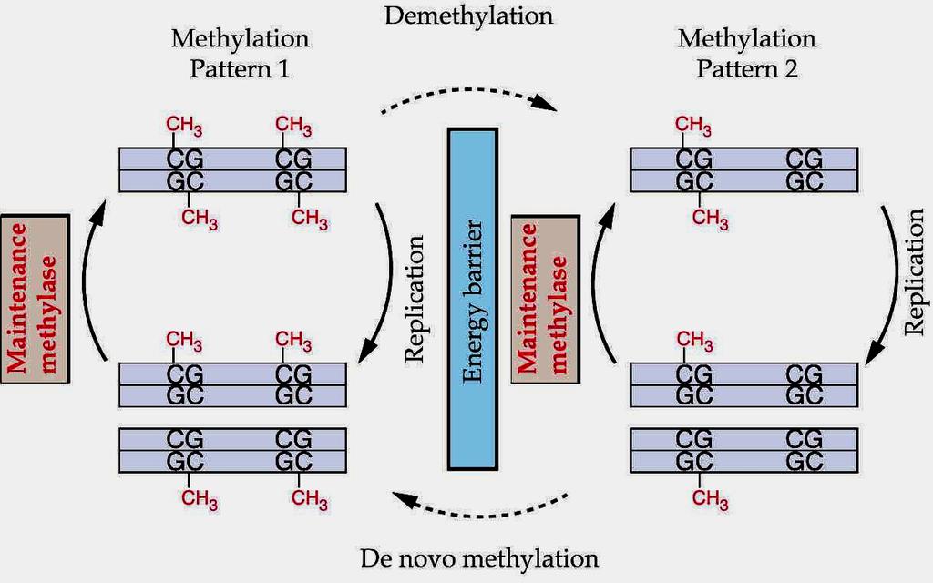 Cytosine methylation and