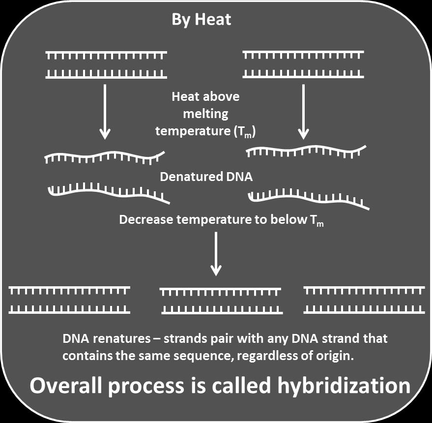 In many cases unwinding requires enzymes known as helicases; these enzymes use energy derived from ATP hydrolysis to unwind portions of the helix.