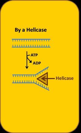 particular helicase. Mutations in helicases are causative for several genetic disorders with significant pathology. Another way to unwind the helix is by increasing the temperature.