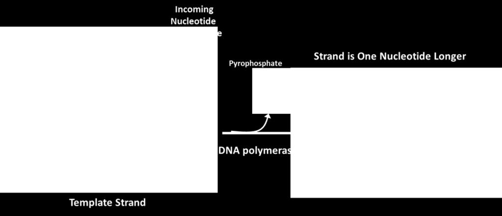 The strand that is being read by DNA polymerase during replication always has the opposite polarity to the strand being synthesized.
