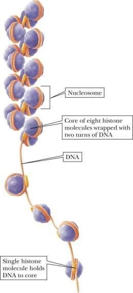 Eukaryotic DNA is complexed with a number of proteins,