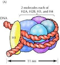 A nucleosome consists of DNA wrapped around a histone core.