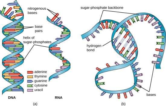 RNA It consists of long, unbranched chains of nucleotides joined by phosphodiester bonds between the 3 -OH of one pentose and the 5 -OH of the next.