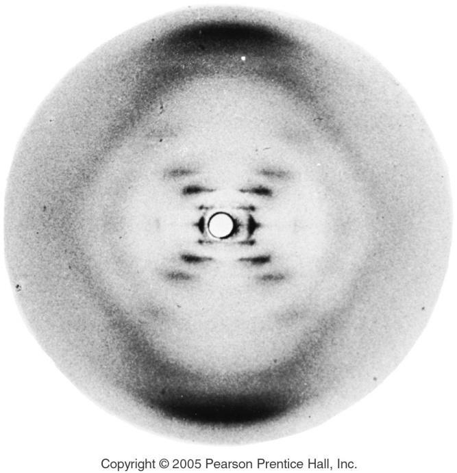X-Ray Diffraction Maurice Wilkins & Rosalind Franklin (1950-53) Purified fibers of DNA and bombarded with X-rays