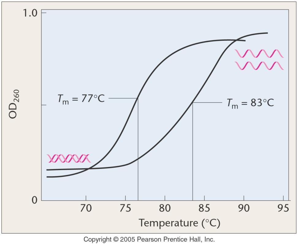 Useful Properties of DNA Melting temperature (T m ) UV absorption (260 nm) UV