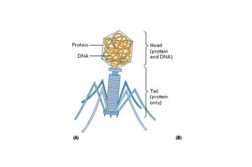 Experiments Defining the Genetic Material Hershey-Chase Experiment: 1952 Hershey-Chase experiment showed that DNA, not protein, is responsible for phage activity in bacterial