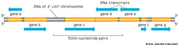 Transcription Genes are directional; the template for making a protein is located on ONE strand (usually) of DNA DNA of chromosome Template Coding REMEMBER: Template Transcribed ( Template