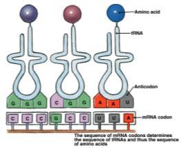 Attachment of Amino Acids to trna How is the correct amino acid