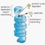 The Fate of Proteins in the Cell Breakdown of proteins regulates the amount of a given protein that exists at any time.