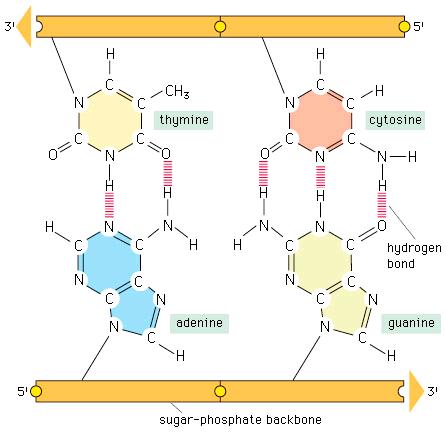 Structure of DNA Hydrogen bonding between bases of DNA ( + ) ( - ) H N O ( - ) More