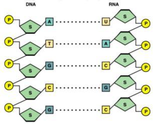 Messenger RNA (mrna) - delivers copy of genetic information from nucleus to the cytoplasm single polynucleotide chain mrna Molecules formed beside a strand of DNA RNA nucleotides are complementary to
