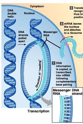 Overview of Protein Synthesis Figure from: Hole s Human A&P, 12 th edition, 2010 27 Transcription The generation of mrna (nucleic acid) from DNA