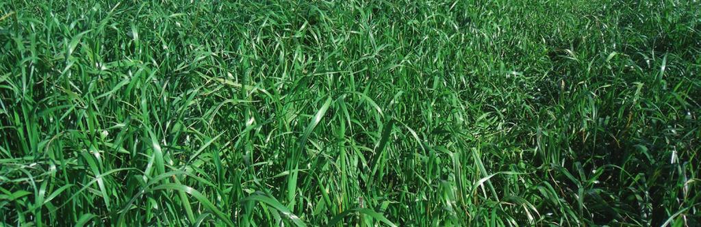 Ultrastrike film coat seed recommended USES: 15-50kg/ha 500mm pa BEEF DAIRY SHEEP HAY SILAGE Introducing the Winter Star II replacement Exceptional seedling vigour Improved early winter production