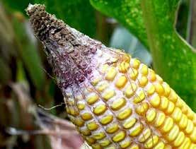 8 DISEASE IDENTIFICATION(continued) Gibberella Ear Rot Often a problem in the Northern and Eastern Corn Belt areas.