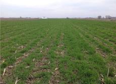 Why Cover crops?