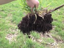 Grow Nitrogen (following legumes) Reduce leaching losses Break-up hard pans Increase water holding