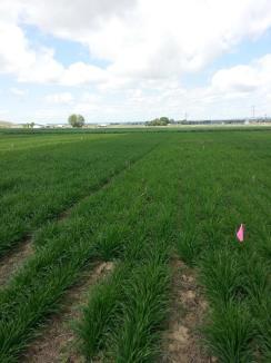 Barley crop, spring 215 Late July, 215 What should we measure?