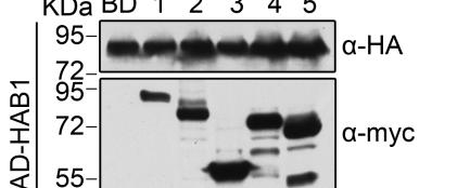 of the AD-PP2C and BD-RGLG proteins in the