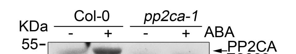 Supplemental Data. Wu et al. (2). Plant Cell..5/tpc..4. Supplemental Figure 8. α-e2 is a specific antibody for PP2CA.