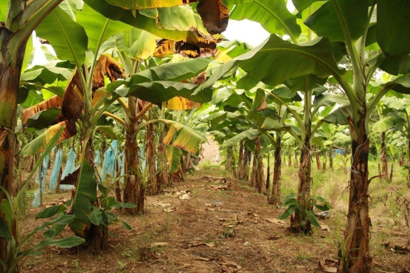 Fusarium wilt incidence (%) of introduced banana varieties evaluated in Davao,