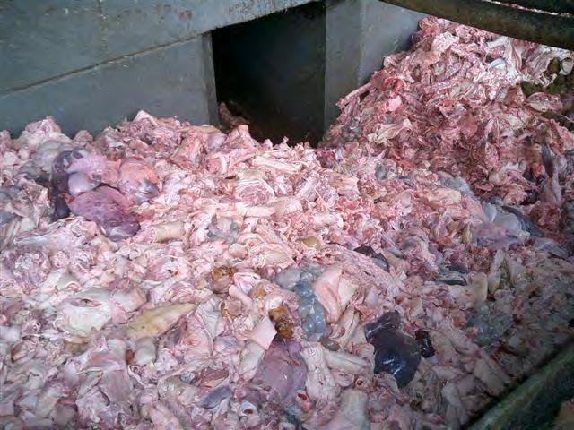 Raw Materials Offal Bones and fat Trim from meat cuts Blood Feathers Animals dead on arrival,